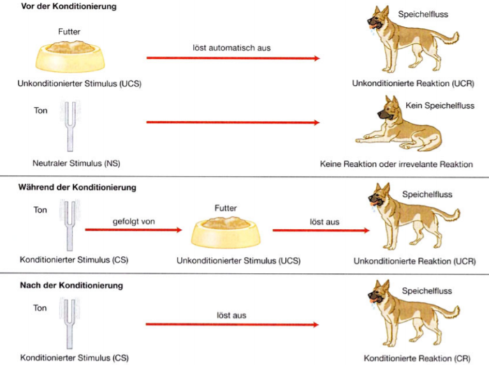 Klassische Und Operante Konditionierung Die Bedeutung der klassischen und operanten Konditionierung. – WiPub
